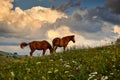 Horses graze in a meadow in the mountains near village, golden sunset in carpathian mountains - beautiful summer landscape, bright Royalty Free Stock Photo