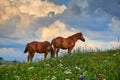 Horses graze in a meadow in the mountains, sunset in carpathian mountains - beautiful summer landscape, bright cloudy sky and Royalty Free Stock Photo