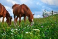 Horses graze in a meadow in the mountains, sunset in carpathian mountains - beautiful summer landscape, bright cloudy sky and Royalty Free Stock Photo