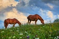 Horses graze in a meadow in the mountains, sunset in carpathian mountains - beautiful summer landscape, bright cloudy sky and Royalty Free Stock Photo