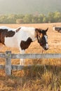 Horses graze on the meadow at sunset Royalty Free Stock Photo