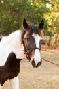 Horses graze on the meadow at sunset Royalty Free Stock Photo