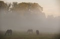 Horses graze in the morning mist