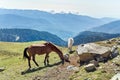 Horses graze in mountains Royalty Free Stock Photo