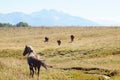 Horses graze near the mountain in the pasture in the autumn