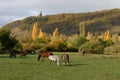 Horses grazing in a pasture in autumn.