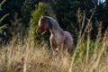 Horses graze near the mountain in the pasture in the early autumn. Honed horses graze in a pasture in the mountains