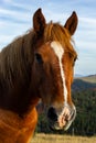 Horses graze near the mountain in the pasture in the early autumn. Honed horses graze in a pasture in the mountains