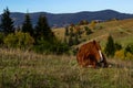 Horses graze near the mountain in the pasture in the early autumn. Honed horses graze in a pasture in the mountains