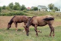 Horses graze near the mountain in the pasture in the early autumn. Honed horses graze in a pasture in the mountains