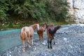 Horses graze near the river Jampal i Royalty Free Stock Photo