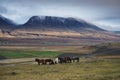 Horses graze near Varmahlid, Iceland