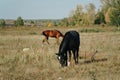 Horses graze outdoors in the autumn field 1 Royalty Free Stock Photo