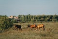 Horses graze outdoors in the autumn field 1 Royalty Free Stock Photo