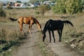 Horses graze outdoors in the autumn field 1 Royalty Free Stock Photo