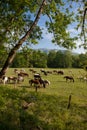 Horses graze in pasture on spring day Royalty Free Stock Photo