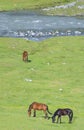 Horses graze in the river valley of Altyn-Arashan gorge