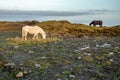 Horses at Cliffs of Moher