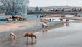 Horses graze on the shore of a rural pond near the village Royalty Free Stock Photo