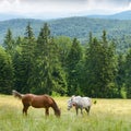 Horses graze on slopes Carpathian Mountains Royalty Free Stock Photo