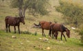 Horses graze on the slopes in the misty haze