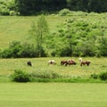 Horses graze in green pasture under hot summer sun Royalty Free Stock Photo