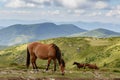 Horses graze on the tops of the Carpathians Royalty Free Stock Photo