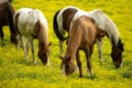 Horses Graze On Yellow Flowers In Spring Royalty Free Stock Photo