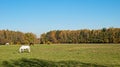 The horses grazed on a meadow