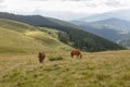 Horses grazed on a mountain pasture against mountains