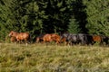 Horses grazed on a mountain pasture against mountains