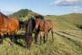 Horses grazed on a mountain pasture against mountains