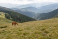 Horses grazed on a mountain pasture against mountains