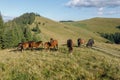 Horses grazed on a mountain pasture against mountains