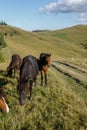 Horses grazed on a mountain pasture against mountains