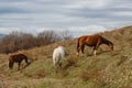 Horses grazed on a mountain slope