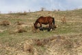 Horses grazed on a mountain slope