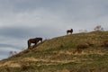 Horses grazed on a mountain slope