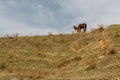 Horses grazed on a mountain slope