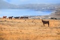 horses grazes in a field near the seashore Royalty Free Stock Photo