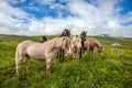 The horses grazes in the Icelandic tundra
