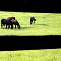 Horses grazing Royalty Free Stock Photo