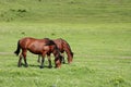 Horses grazing Royalty Free Stock Photo