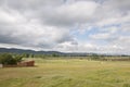 Horses grazing