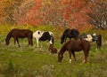 Horses grazing Royalty Free Stock Photo