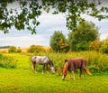 Horses grazing Royalty Free Stock Photo