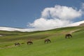 Horses grazing Royalty Free Stock Photo