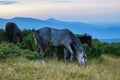 Horses grazing on the alpine meadow Royalty Free Stock Photo