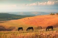 Horses grazing in the autumn mountains at sunset. Gil-Su valley in North Caucasus, Russia Royalty Free Stock Photo