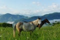 Horses grazing on the background of mountains Royalty Free Stock Photo